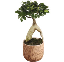 Ficus Ginseng i kruka