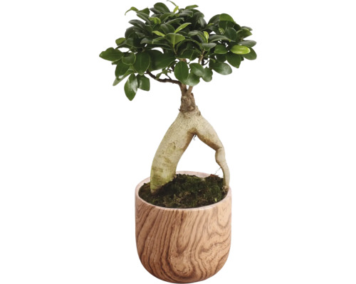 Citronfikus FLORASELF Ficus microcarpa Ginseng krukstorlek Ø15cm inkl. keramikkruka Sophia blandade utföranden