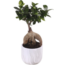 Ficus Ginseng Bonsai i kruka