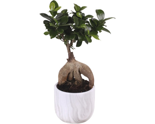Ficus Ginseng Bonsai i kruka