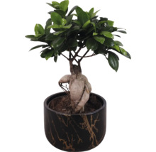 Bonsai i kruka