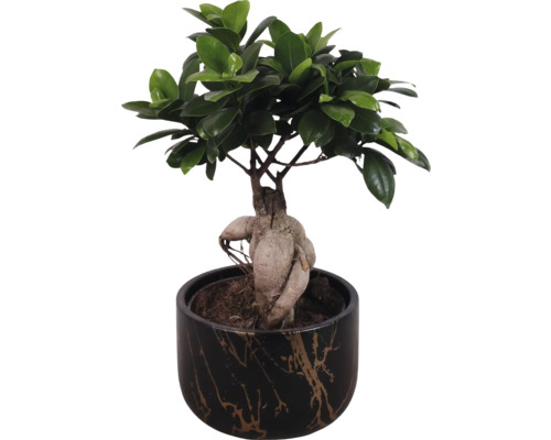 Bonsai i kruka
