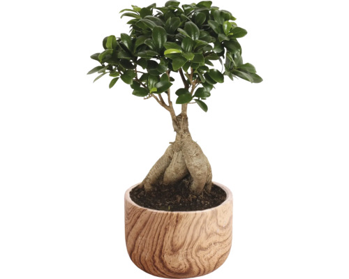 Ficus & bonsai