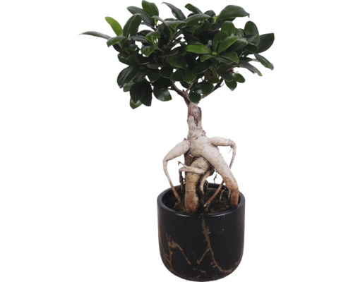 Bonsai-fikon i en dekorerad blomkruka