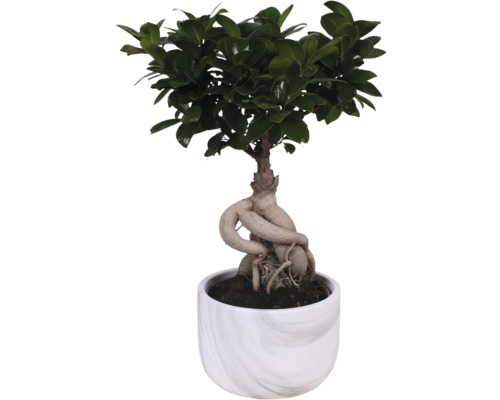 Bonsai fikonträd i kruka