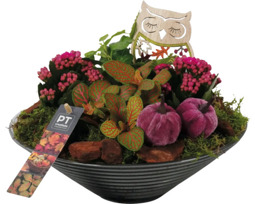 Krukväxtarrangemang lila FLORASELF Ø26cm glasskål med 4 plantor