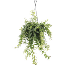 Hängande växt med gröna blad i en kruka