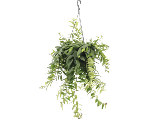 Hängande växt med gröna blad i en kruka