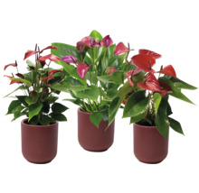 Tre anthurium i krukor