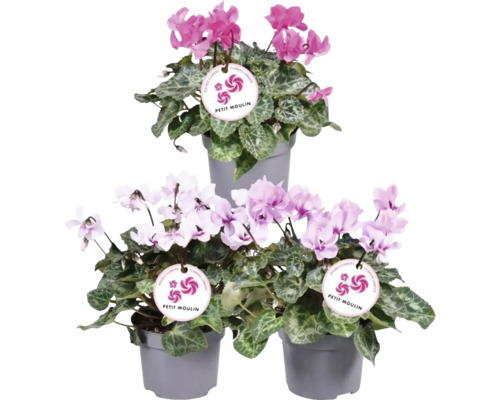 Cyklamen FLORASELF Cyclamen 'Ptit Moulin' 20-25cm krukstorlek Ø12cm