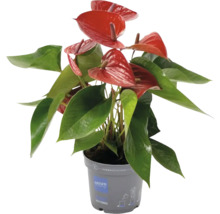 Anthurium krukväxt med röda blommor i kruka