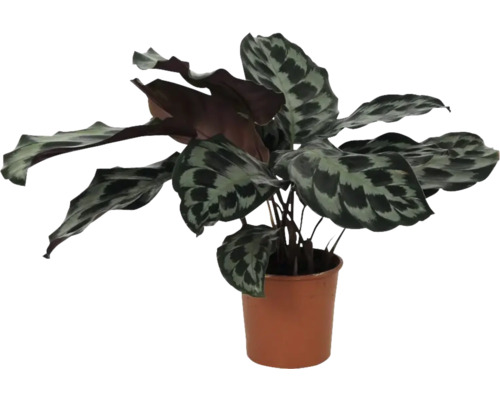 Kalatea FLORSELF Calathea 'Kennedy' krukstorlek Ø14cm