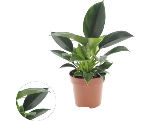 Filodendron FLORASELF Philodendron 'Green Princess' ca 25cm krukstorlek Ø12cm Philodendron krukväxt i kruka