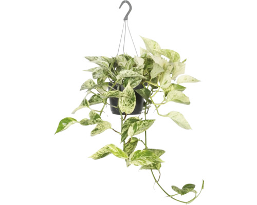 Gullranka ampel FLORASELF Scindapsus aureum 'Marble Queen' krukstorlek Ø17cm Hängande växt med gröna och vita blad i en kruka