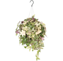 Hängande växt med gröna och ljusa blad för upphängning