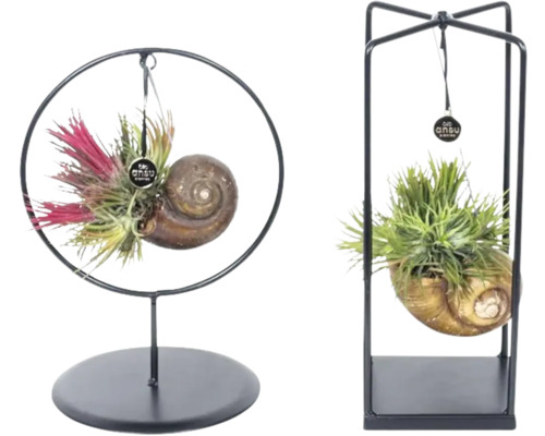 Tillandsia, spansk mossa i metallställning FLORASELF ca 25cm