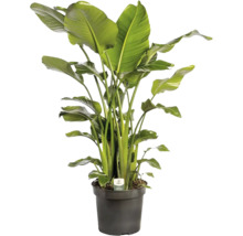 Papegojblomma FLORASELF Strelitzia Nicolai ca150-170cm krukstorlek Ø35cm