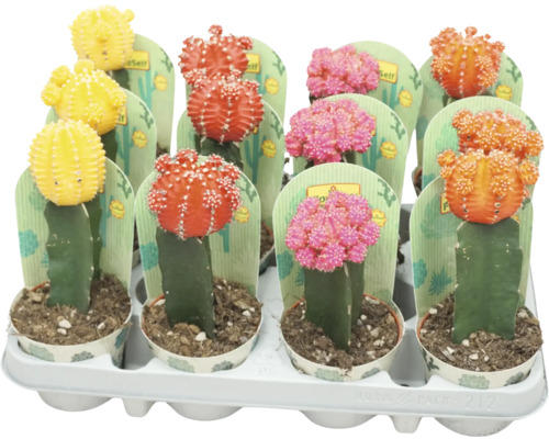 Kaktus FLORASELF Gymnocalycium Geent mix krukstorlek Ø8,5cm