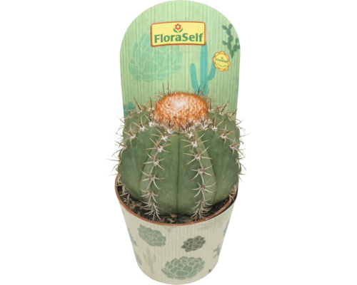 Kaktus FLORASELF Melocactus matanzanus krukstorlek Ø10,5cm