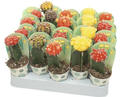 Kaktus FLORASELF Gymnocalycium Geent mix krukstorlek Ø5,5cm