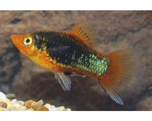 Akvariefisk Platy svart 3,5-5cm