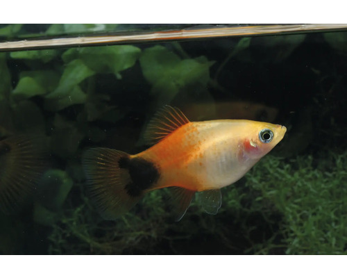 Akvariefisk Platy Musse Pigg gul 3,5-5cm