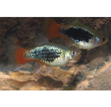 Två papegojplatys i akvarium