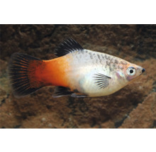 Akvariefisk Platy trefärgad 3,5-5cm Xiphophorus Maculatu