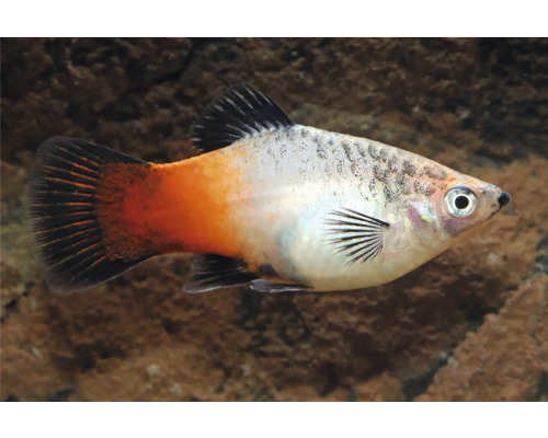 Akvariefisk Platy trefärgad 3,5-5cm Xiphophorus Maculatu