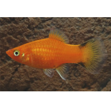 Röd papegojplaty fisk för akvarium