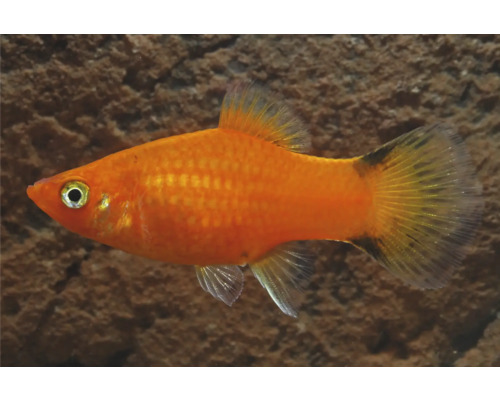 Akvariefisk Platy röd comet 3,5-5cm