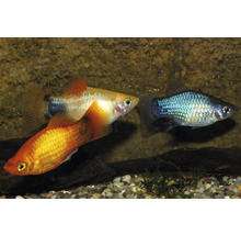 Tre platyfiskar i akvarium