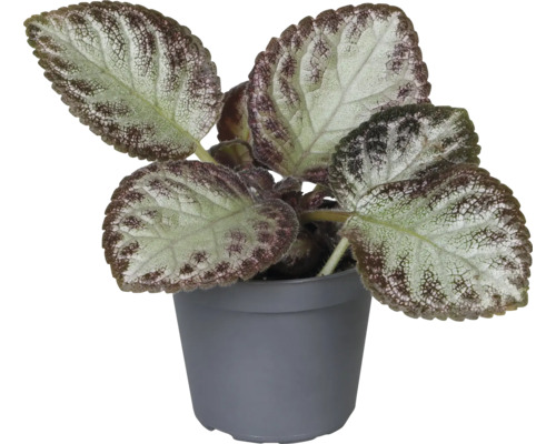 Eppichblad krukväxt i en kruka