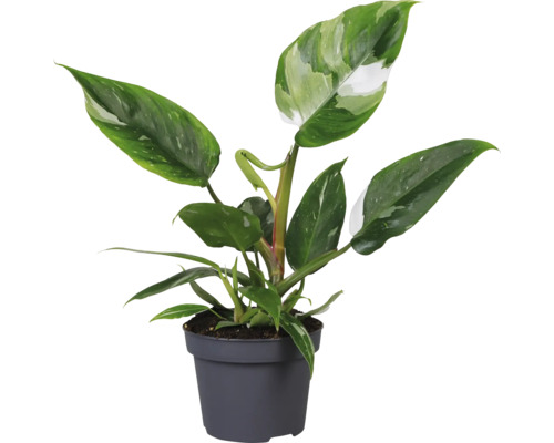 Philodendron krukväxt i en kruka
