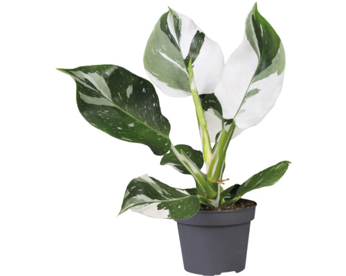 Filodendron vit mix FLORASELF Philodendron blandade sorter 20-30cm krukstorlek Ø12cm