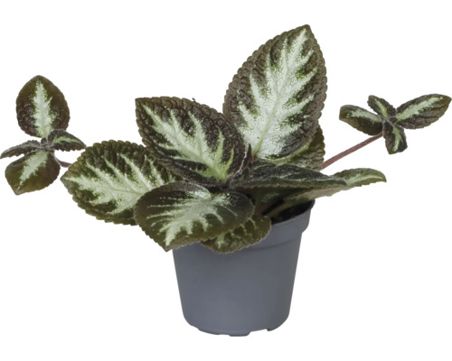 Kopparblad mix FLORASELF Episcia krukstorlek Ø6cm