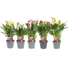 Flerfärgade Zantedeschia-växter i krukor.
