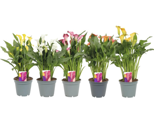 Flerfärgade Zantedeschia-växter i krukor.