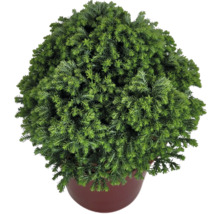 Klotcypress i kruka