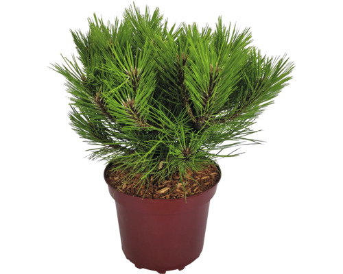 Dvärgsvarttall Pinus nigra 'Marie Bregeon' 20-25cm Co 4L