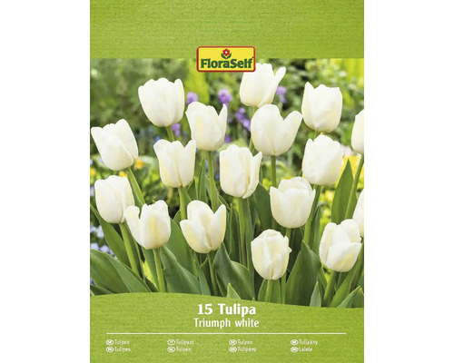 Blomlökar FLORASELF Tulpan Triumph white 15st