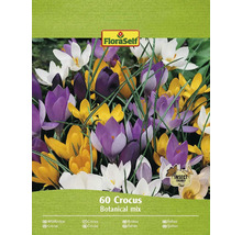 Förpackning med 60 botanisk krokusmix