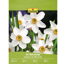 Förpackning med 15 Narcissus poeticus var Recurvus narcisslökar