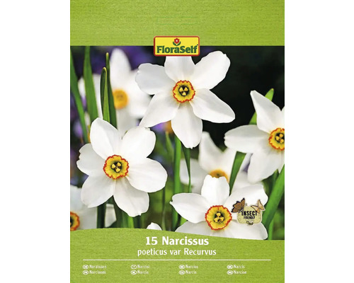 Blomlökar FLORASELF Narciss Narcissus poeticus var Reservus 15st