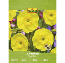Förpackning Narcissus Sun Disc med 15 stycken