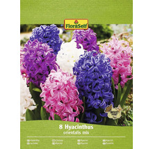 FloraSelf Hyacint orientalis mix förpackning med åtta stycken