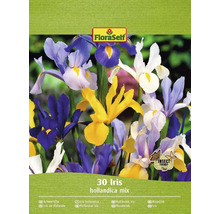 FloraSelf Iris hollandica mix, 30 stycken