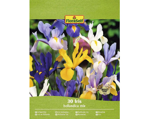 Blomlökar FLORASELF Holländsk Iris Hollandica mix 30st