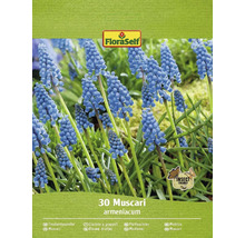 Förpackning Pärlhyacint blomsterlökar Muscari armeniacum