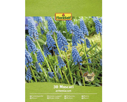 Blomlökar FLORASELF Pärlhyacint Muscari Armeniacum 30st